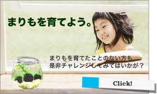 まりもを育てよう。まりもを育てたことのない方も是非チャレンジしてみてはいかが？