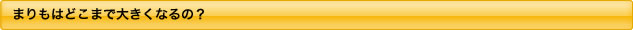 まりもはどこまで大きくなるの？